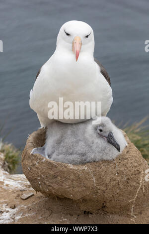 Schwarz tiefsten Thalassarche melanophris, Albatross, als erwachsene Vogel mit einem drei Wochen alten Küken sitzend auf dem Nest, Saunders Island, Falkland Inseln, Jan Stockfoto