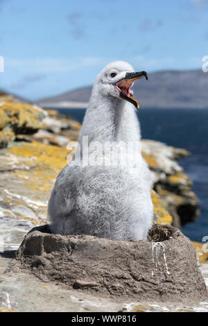 Schwarz tiefsten Albatross, Thalassarche melanophris, drei Wochen alten Küken anzeigen, Saunders Island, Falkland Inseln, Januar Stockfoto