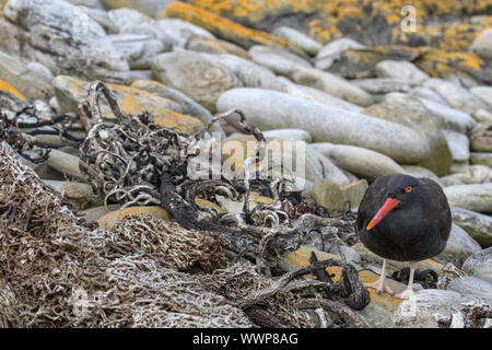 Schwärzlich Austernfischer Stockfoto