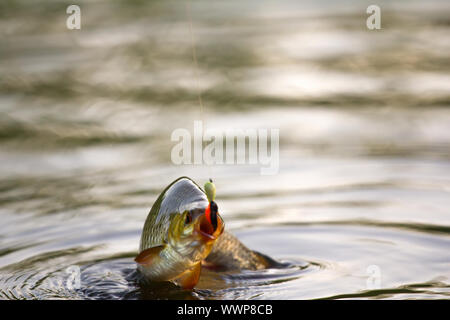 Sommer See angeln Rudd Fisch Stockfoto