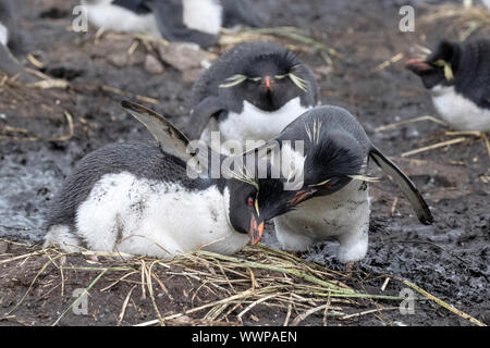 Rockhopper Penguin auf Nest Stockfoto