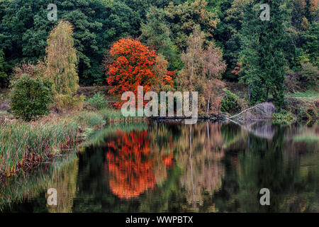 Red Maple auf Wasser im Herbst Stockfoto