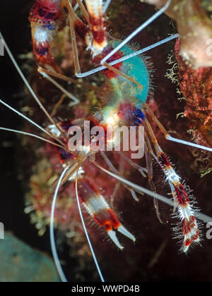 Gebänderte Putzergarnelen (Stenopus hispidus) Stockfoto