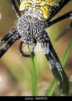 Banane Spinne (Argiope appensa) Stockfoto