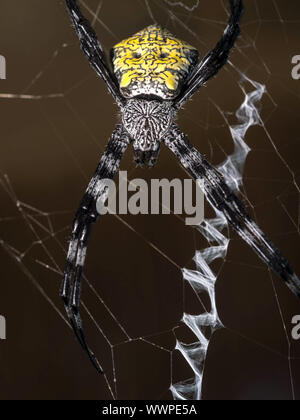 Banane Spinne (Argiope appensa) Stockfoto