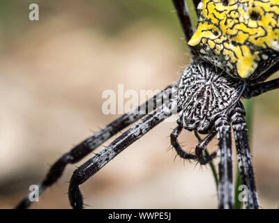 Banane Spinne (Argiope appensa) Stockfoto