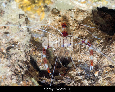 Gebänderte Putzergarnelen (Stenopus hispidus) Stockfoto