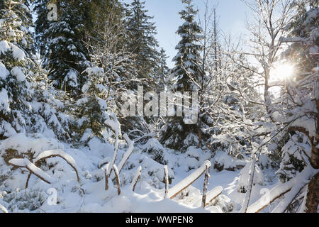 Verschneiten Dschungel Nationalpark Harz Stockfoto