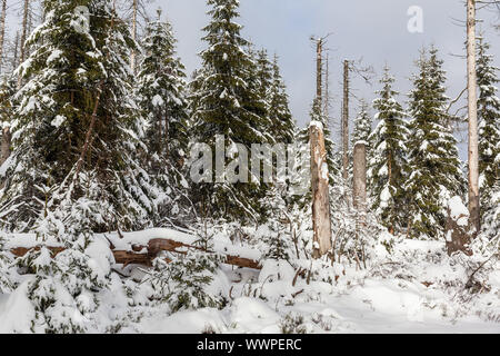 Verschneiten Dschungel Nationalpark Harz Stockfoto