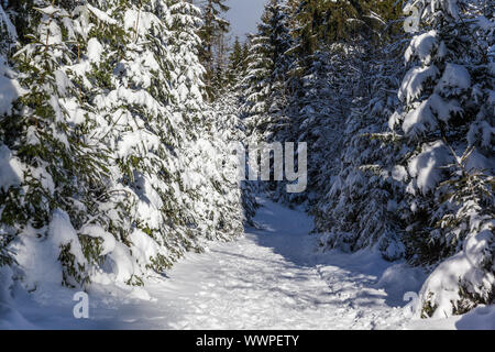 Wanderweg rund um den Oderteich im Winter Nationalpark Harz Stockfoto