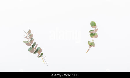 Flach Rahmen aus Eukalyptus Niederlassungen auf weißem Hintergrund mit kopieren. Stockfoto