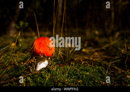 Fly agaric im Nadelwald mit hellen Atmosphäre Amanita muscaria Stockfoto