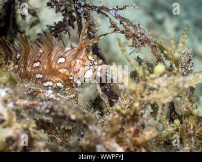 Juvenile rockmover wrasse Stockfoto