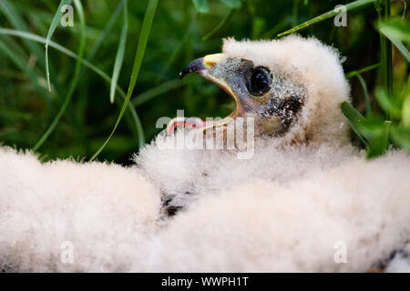 Prairie Falcon Küken (Falco mexicanus) in einem Nest Stockfoto