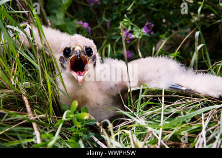 Prairie Falcon Küken (Falco mexicanus) in einem Nest Stockfoto