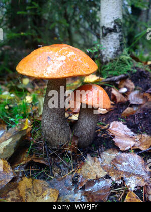 Orange-cap Steinpilze Pilze im Herbst Wald Eco Clean Stockfoto