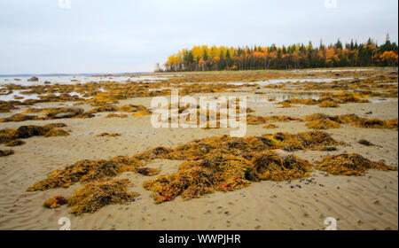 Indian Summer im russischen Norden Stockfoto