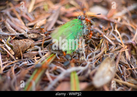 Ameisen gemeinsam Beute Schmetterling makro Insekt zu töten Stockfoto