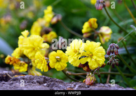 Bermuda buttercup, Afrikanisches holz - sauerampfer, Bermuda, Sauerampfer, buttercup Oxalis, Kap Sauerampfer, Englisch Unkraut, Stockfoto