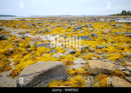 Indian Summer im russischen Norden Stockfoto