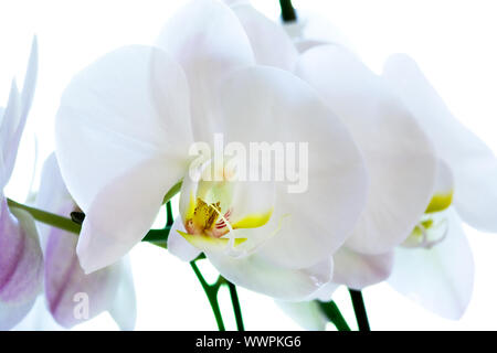 Orchid Flower Macro Stockfoto