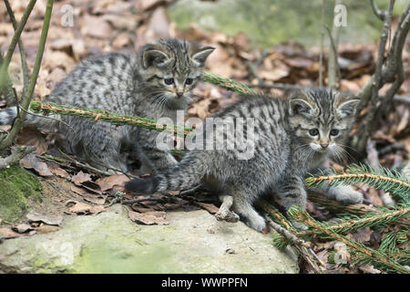 Wildkatze, gemeinsame Wild Cat Stockfoto