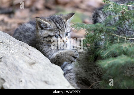 Wildkatze, gemeinsame Wild Cat Stockfoto