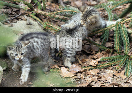 Wildkatze, gemeinsame Wild Cat Stockfoto