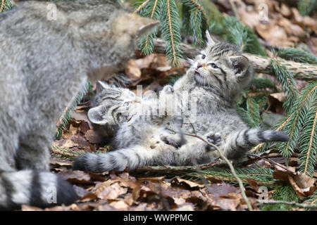 Wildkatze, gemeinsame Wild Cat Stockfoto