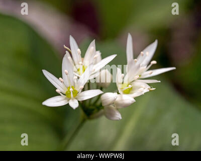 Bärlauch (Allium ursinum) Stockfoto