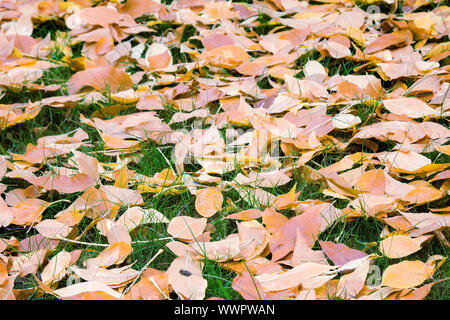 Gefallen rote Blätter von Aspen auf einem Hintergrund von Moos auf dem Boden. Stockfoto