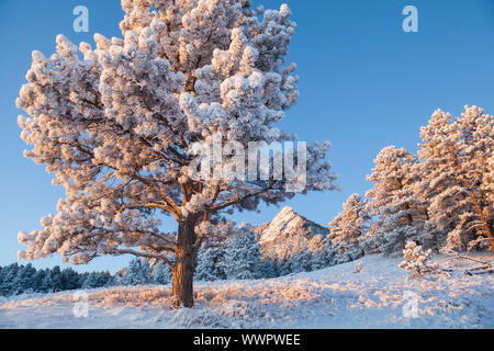 Ponderosa Pine (Pinus ponderosa) und First Flatiron, Chautauqua Park, Boulder, Colorado. Stockfoto