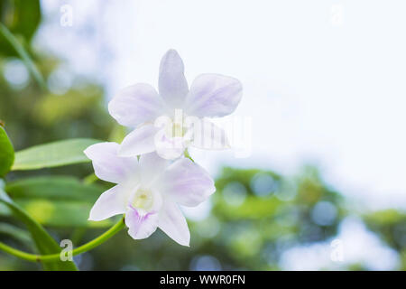 Weiß lila Orchideen - tropische Orchideen - Symbol der thailändischen Blume Stockfoto