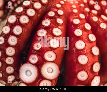 Red live Octopus in Tsukiji Fischmarkt, Tokio, Japan Stockfoto