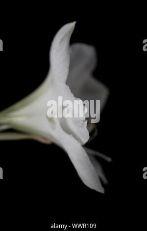 Farbe Foto einer Amaryllis Snow Queen - Querformat White Flower auf schwarzem Hintergrund. Negativer Platz für Art. Perfekt für Innenräume Stockfoto