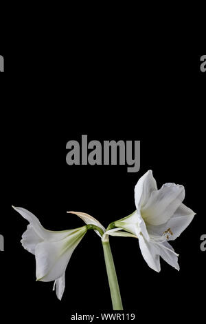 Farbe Foto einer Amaryllis Snow Queen - Querformat White Flower auf schwarzem Hintergrund. Negativer Platz für Art. Perfekt für Innenräume Stockfoto