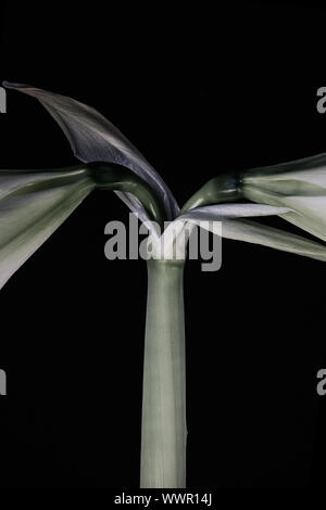 Farbe Foto einer Amaryllis Snow Queen - Querformat White Flower auf schwarzem Hintergrund. Negativer Platz für Art. Perfekt für Innenräume Stockfoto