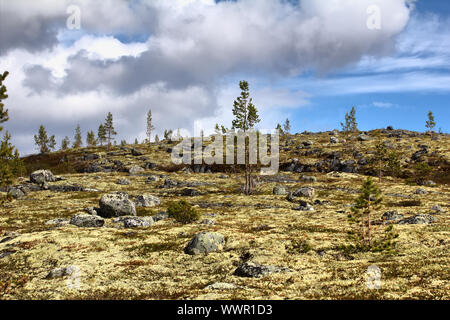 Polar Hügel skandinavischen Tundra im Sommer Stockfoto