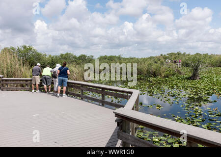 Touristen, die auf der Suche nach Wild von der Promenade auf der Anhinga Trail in den Everglades National Park, Florida, USA Stockfoto