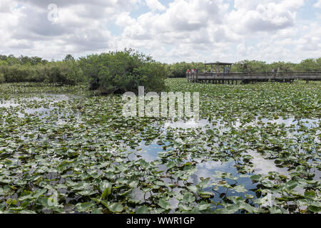 Ein Blick auf die Feuchtgebiete im Everglades National Park, Florida, USA Stockfoto