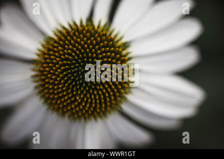 In der Nähe der Zentrum von weißen Echinacea Blume aus von oben geschossen. Stockfoto
