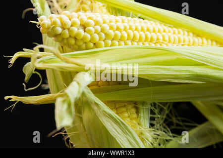 Frische Maiskolben über einen schwarzen Hintergrund Stockfoto