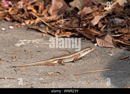 Closeup gemeinsame Sun Skink oder Eutropis Multifasciata auf dem Boden Stockfoto