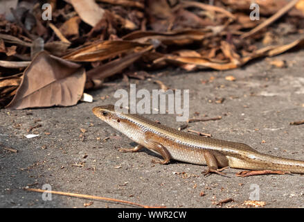 Closeup gemeinsame Sun Skink oder Eutropis Multifasciata auf dem Boden Stockfoto