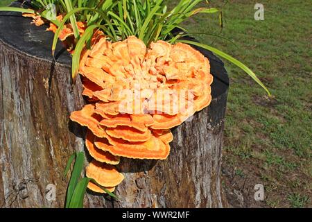 Sunlit Huhn der Wälder wachsen in einem Baumstumpf Stockfoto