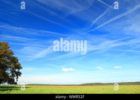 Schöne Landschaft mit blauem Himmel und einige Wolken, grüne Wiese und Eichen Stockfoto