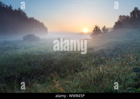 Schönen Sonnenaufgang über dem Nebel Meaodw. Ruhigen Landschaft fotografiert auf typische polnische Landschaft. Rasen und Pflanzen mit dewdro Stockfoto