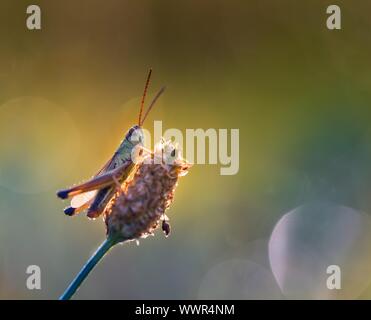 Schöne Heuschrecke ruht auf dem Rasen. Bunte Makro des Insekts. Stockfoto