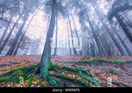 Wunderschöne herbstliche Landschaft nebligen Wald mit Laub und alten Baumstämmen. Spätherbst in den polnischen Wäldern. Ruhigen col Stockfoto