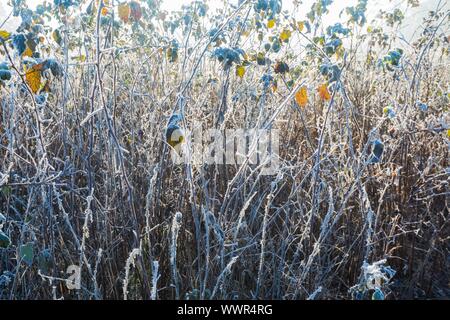 Schöne Pflanzen im Morgenlicht eingefroren. Zweige mit Frost hautnah. Natur-Hintergrund. Stockfoto